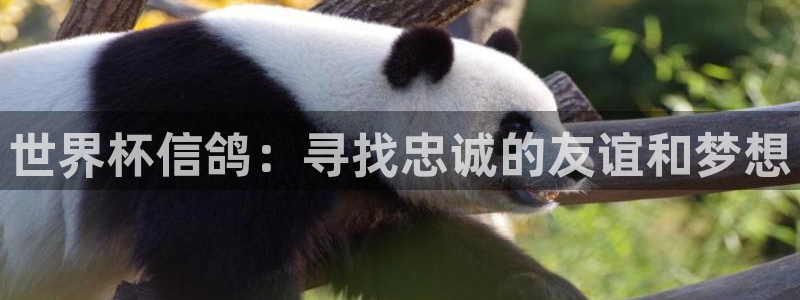 世界杯亚洲预选赛18强赛程：世界杯信鸽：寻找忠诚的友谊和梦想